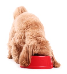 Photo of Cute dog eating pet food from feeding bowl on white background