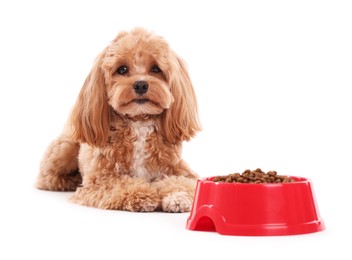 Photo of Feeding bowl with dry pet food and cute dog on white background