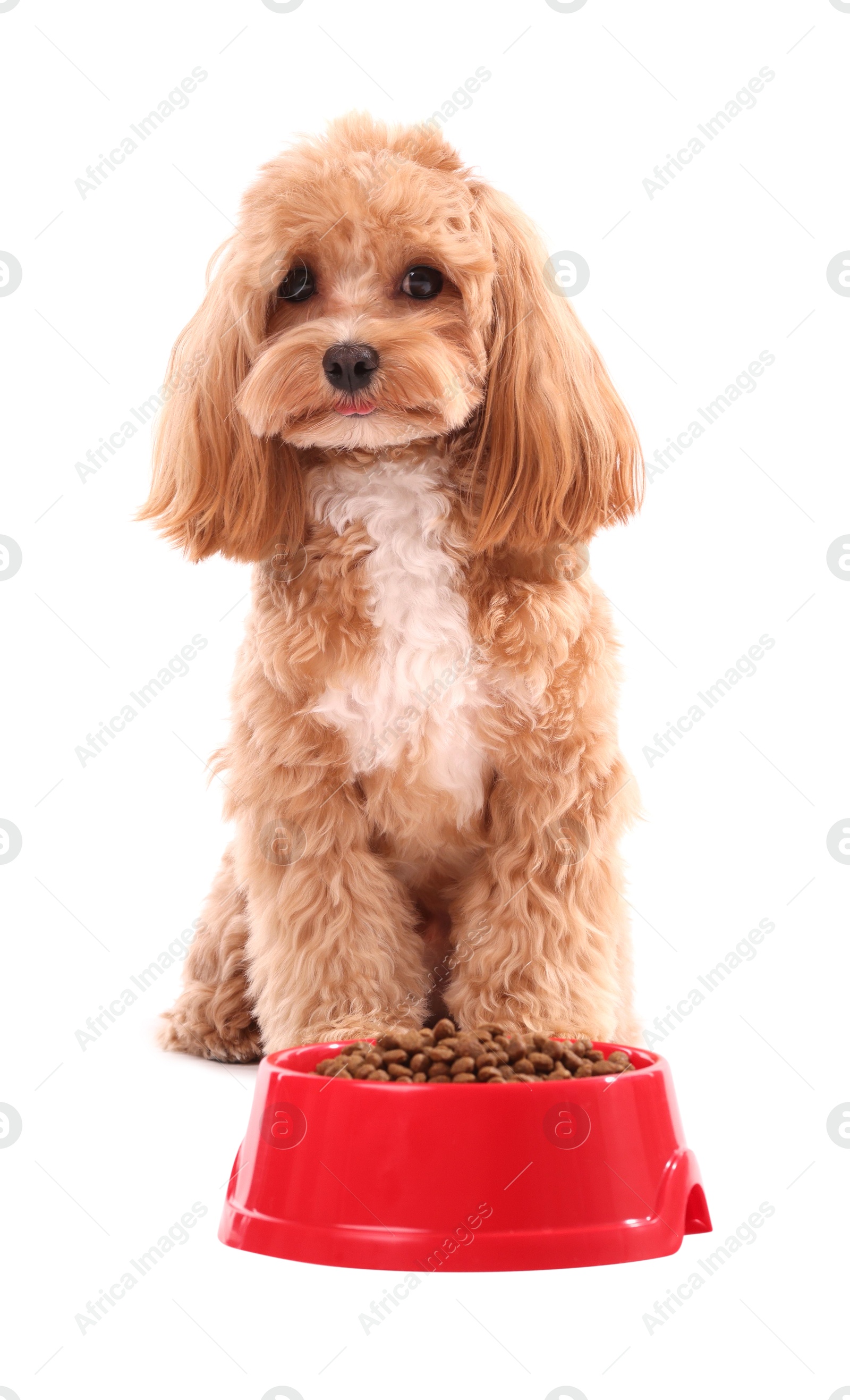 Photo of Feeding bowl with dry pet food and cute dog on white background