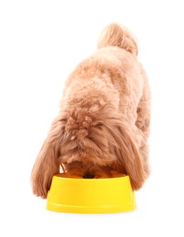 Photo of Cute dog eating pet food from feeding bowl on white background