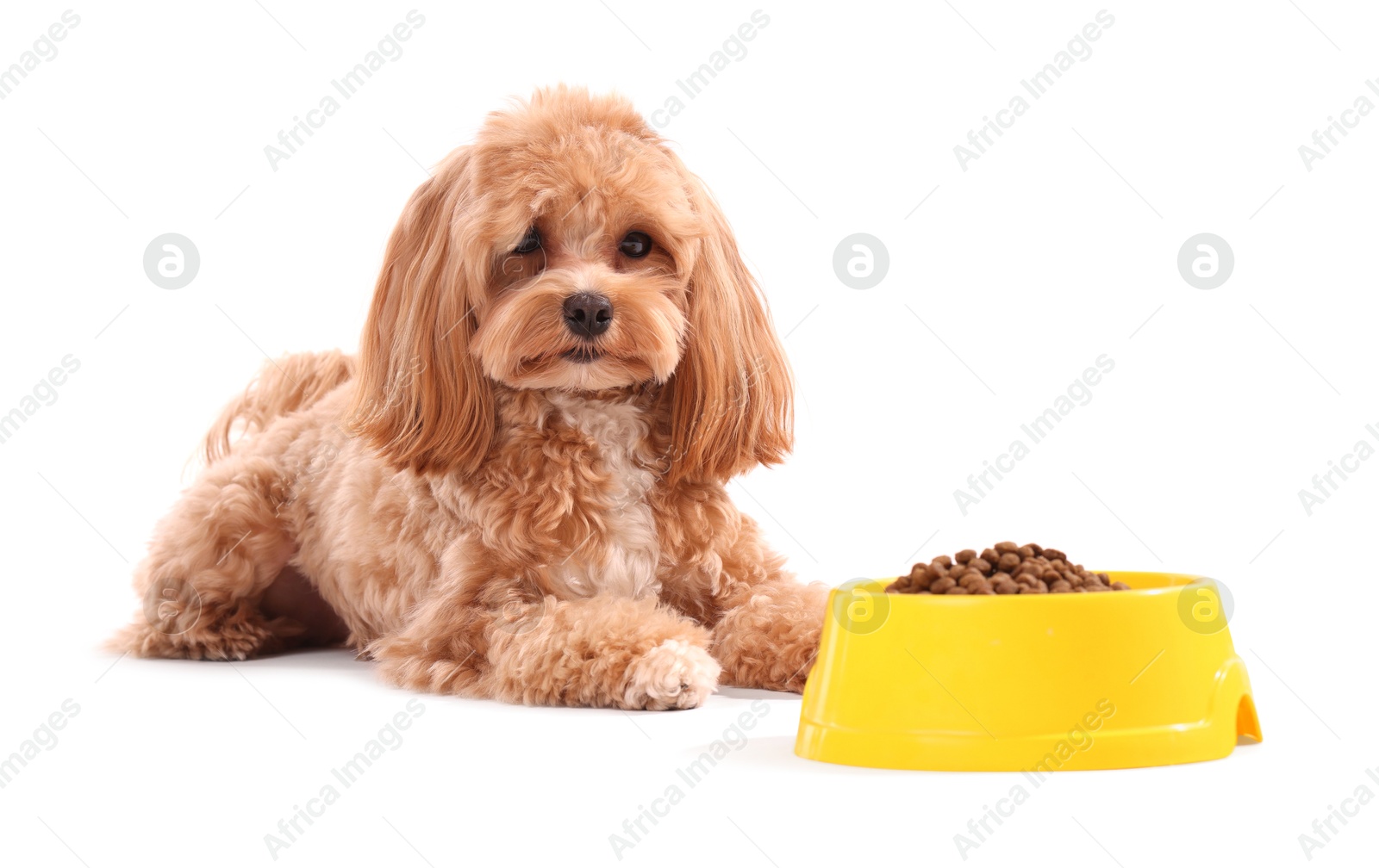 Photo of Feeding bowl with dry pet food and cute dog on white background