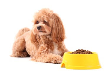 Photo of Feeding bowl with dry pet food and cute dog on white background