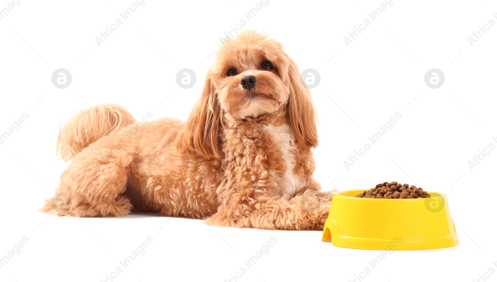 Photo of Feeding bowl with dry pet food and cute dog on white background