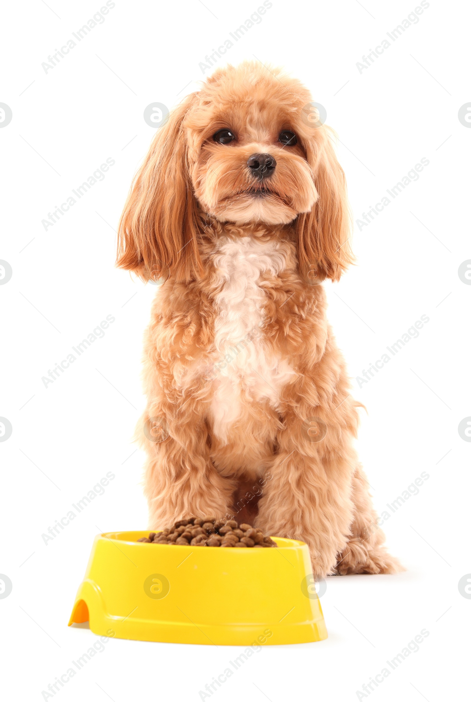 Photo of Feeding bowl with dry pet food and cute dog on white background