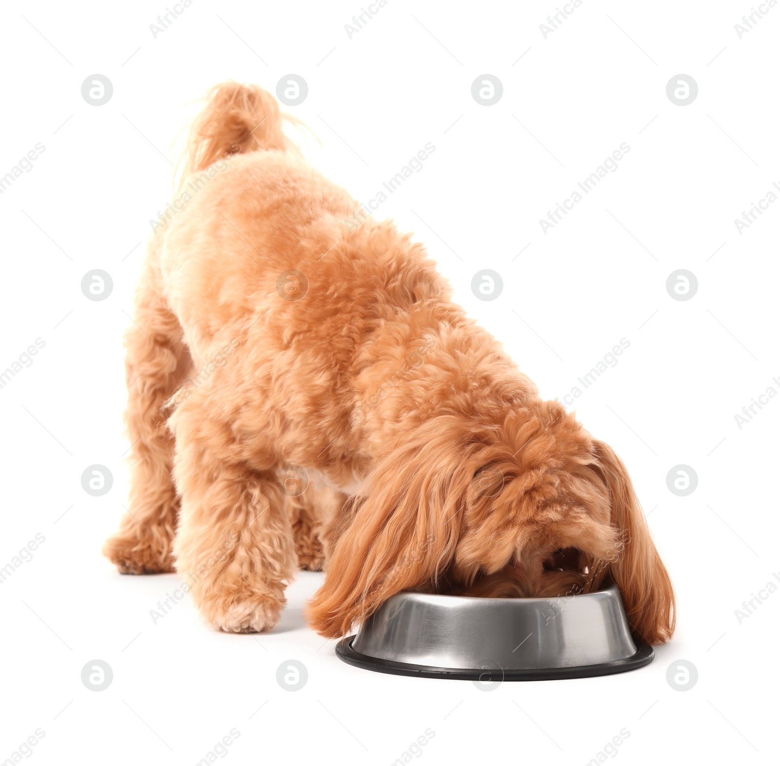 Photo of Cute dog eating pet food from feeding bowl on white background