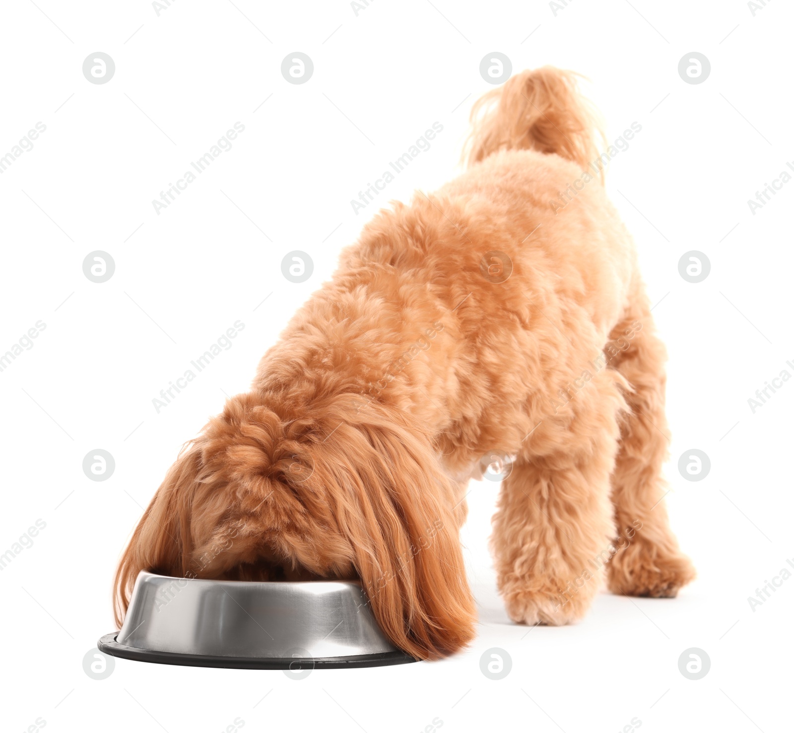 Photo of Cute dog eating pet food from feeding bowl on white background