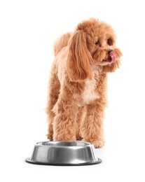 Photo of Cute dog eating pet food from feeding bowl on white background