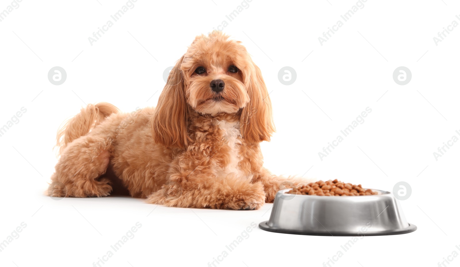 Photo of Feeding bowl with dry pet food and cute dog on white background