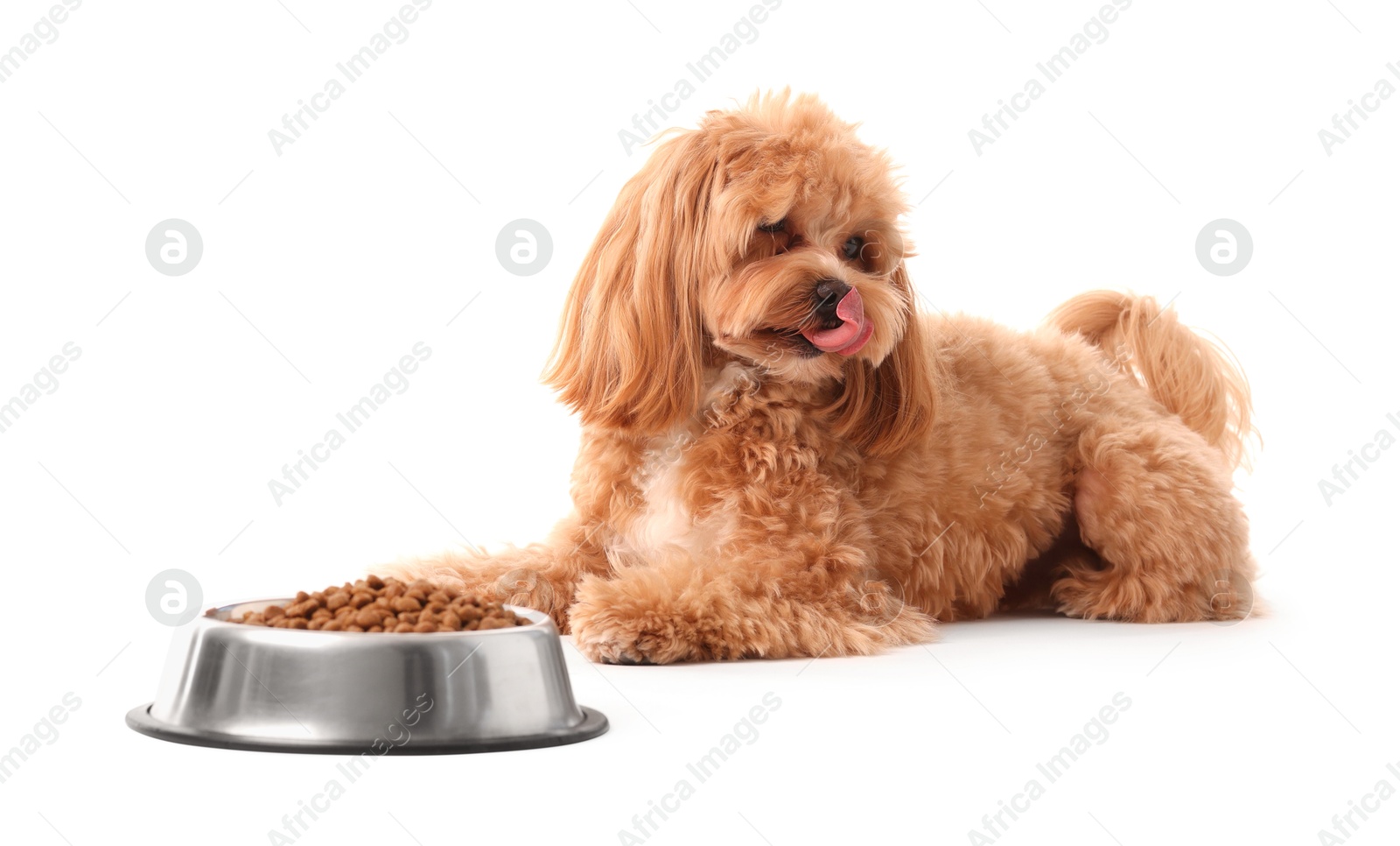 Photo of Feeding bowl with dry pet food and cute dog on white background