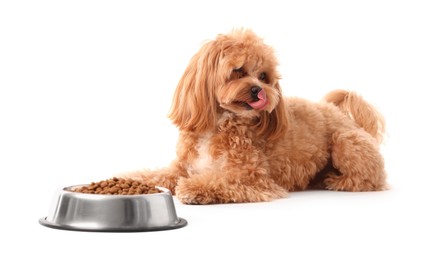 Photo of Feeding bowl with dry pet food and cute dog on white background