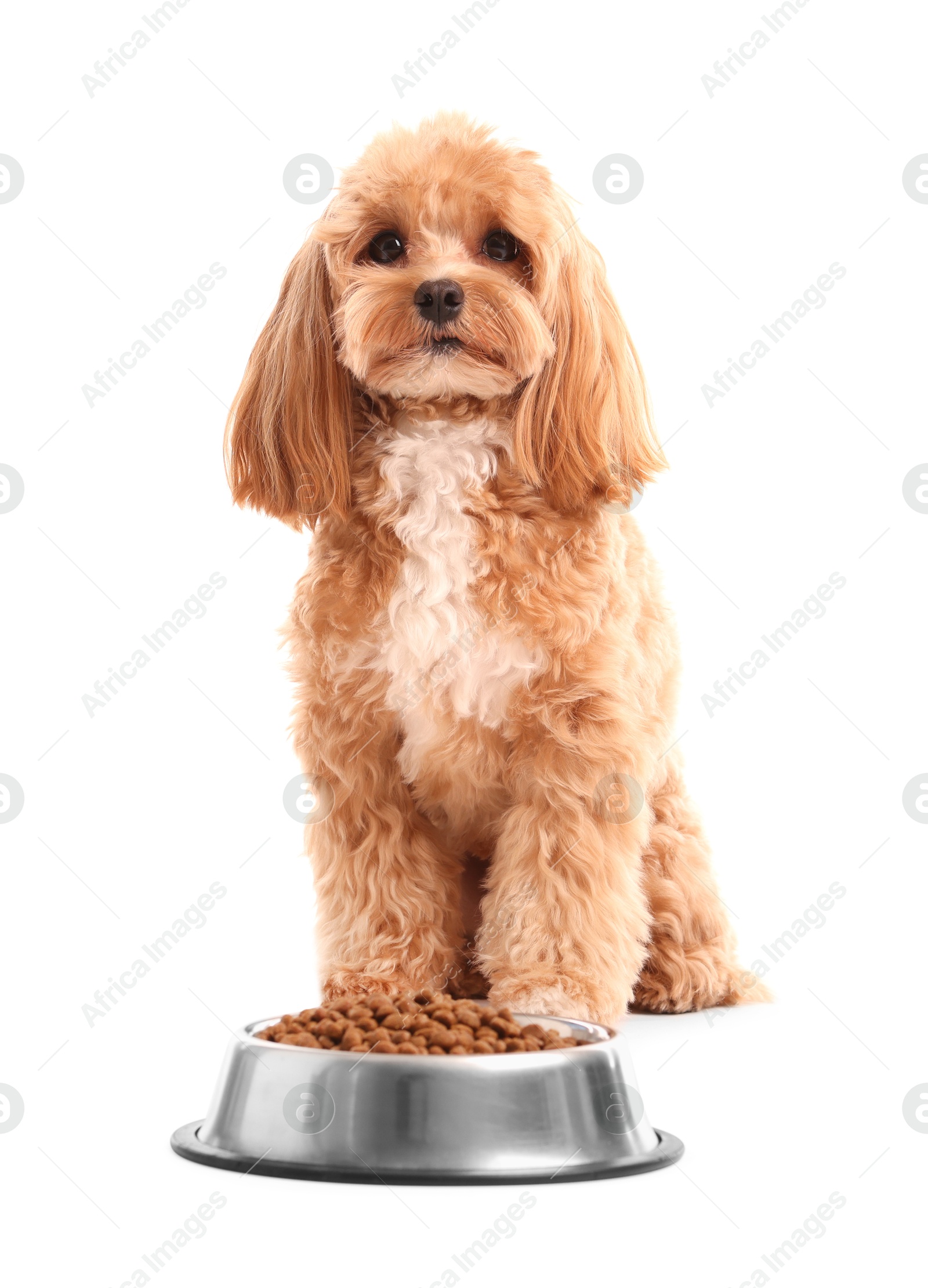 Photo of Feeding bowl with dry pet food and cute dog on white background