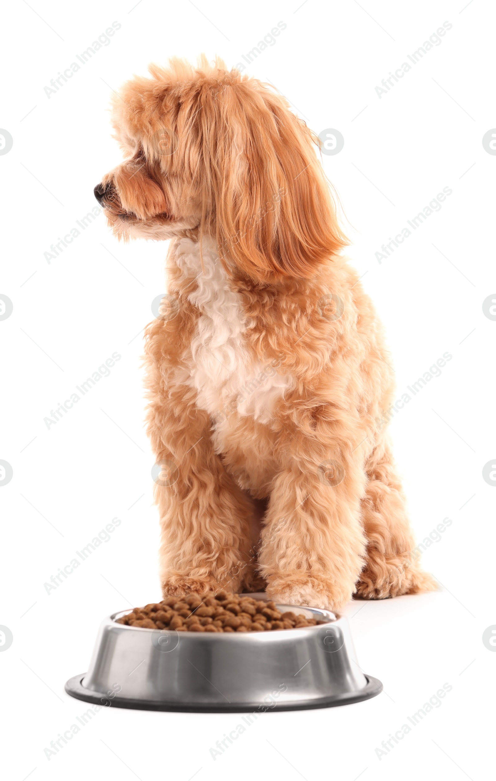 Photo of Feeding bowl with dry pet food and cute dog on white background