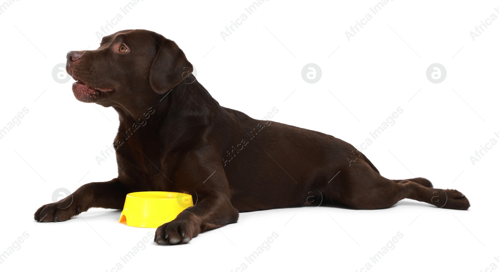 Photo of Cute dog waiting for pet food near empty bowl on white background