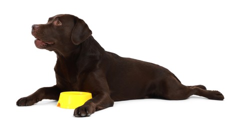 Photo of Cute dog waiting for pet food near empty bowl on white background