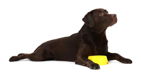 Photo of Cute dog waiting for pet food near empty bowl on white background