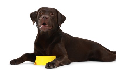 Photo of Cute dog waiting for pet food near empty bowl on white background