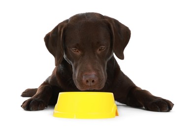 Photo of Cute dog waiting for pet food near empty bowl on white background