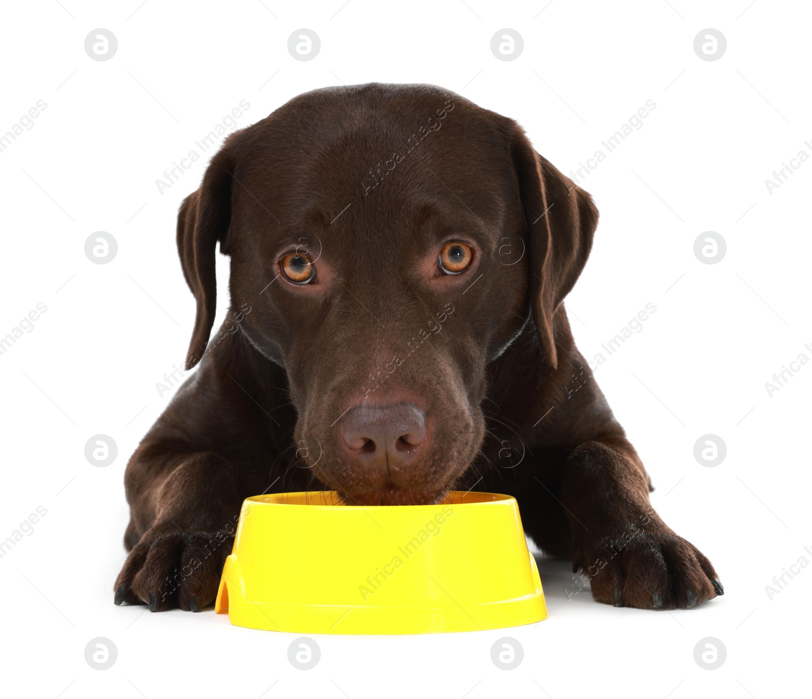 Photo of Cute dog waiting for pet food near empty bowl on white background