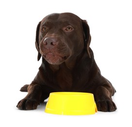 Photo of Cute dog waiting for pet food near empty bowl on white background