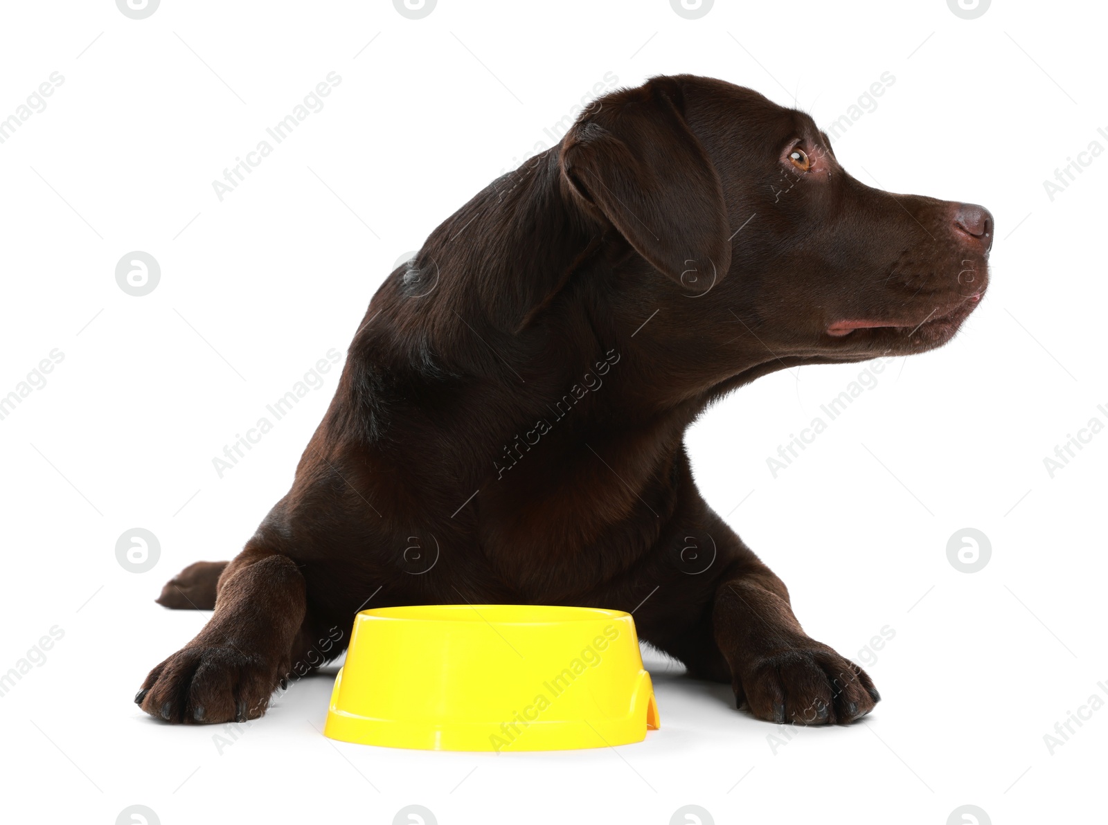 Photo of Cute dog waiting for pet food near empty bowl on white background