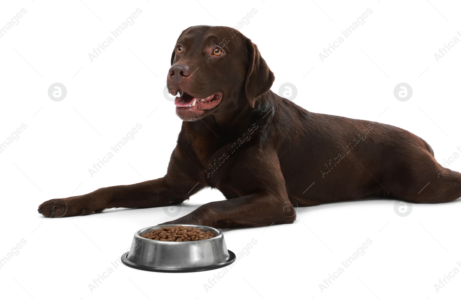 Photo of Cute dog lying near bowl of dry pet food on white background