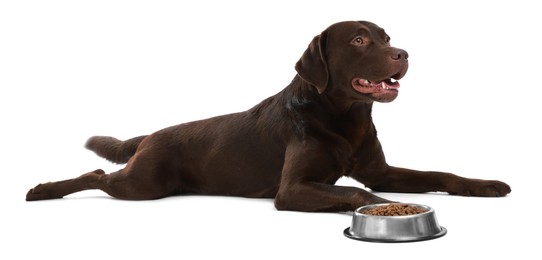 Photo of Cute dog lying near bowl of dry pet food on white background