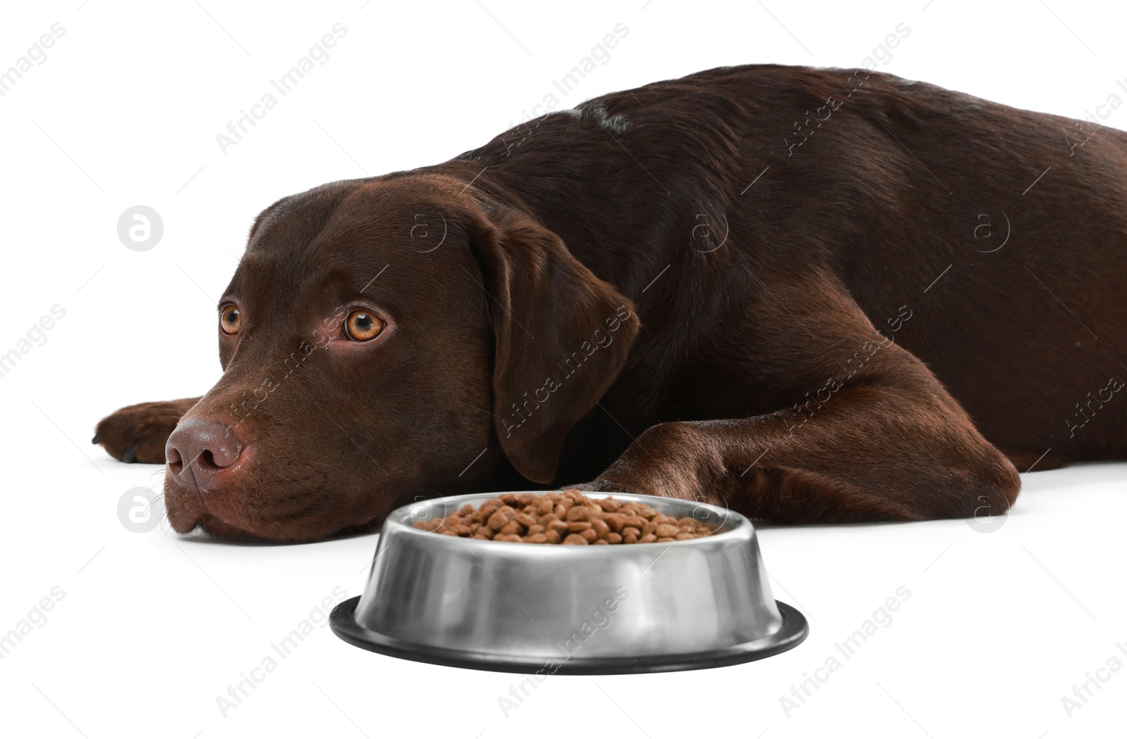 Photo of Cute dog lying near bowl of dry pet food on white background