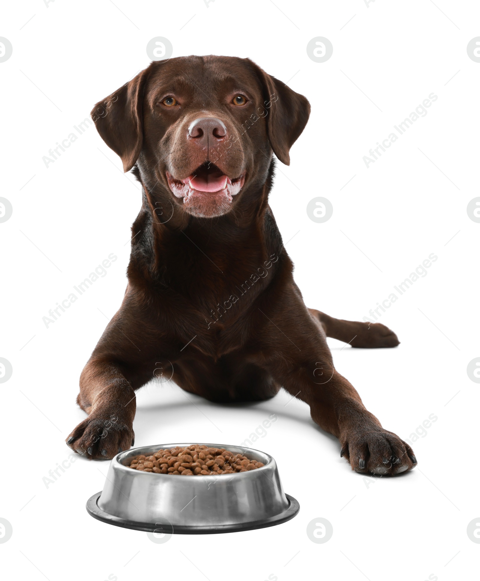 Photo of Cute dog lying near bowl of dry pet food on white background