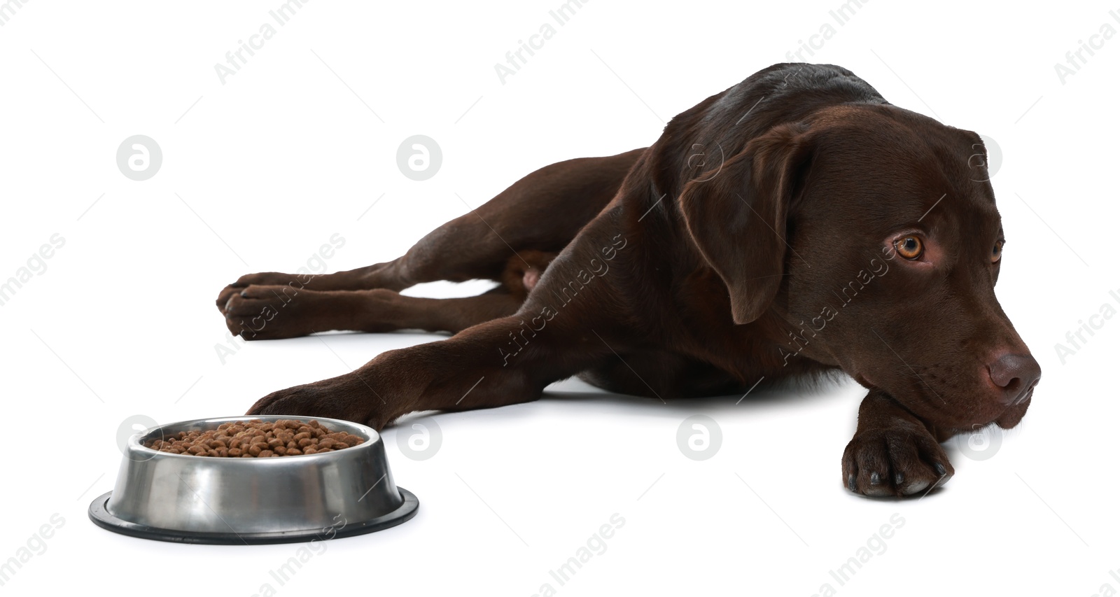 Photo of Cute dog lying near bowl of dry pet food on white background