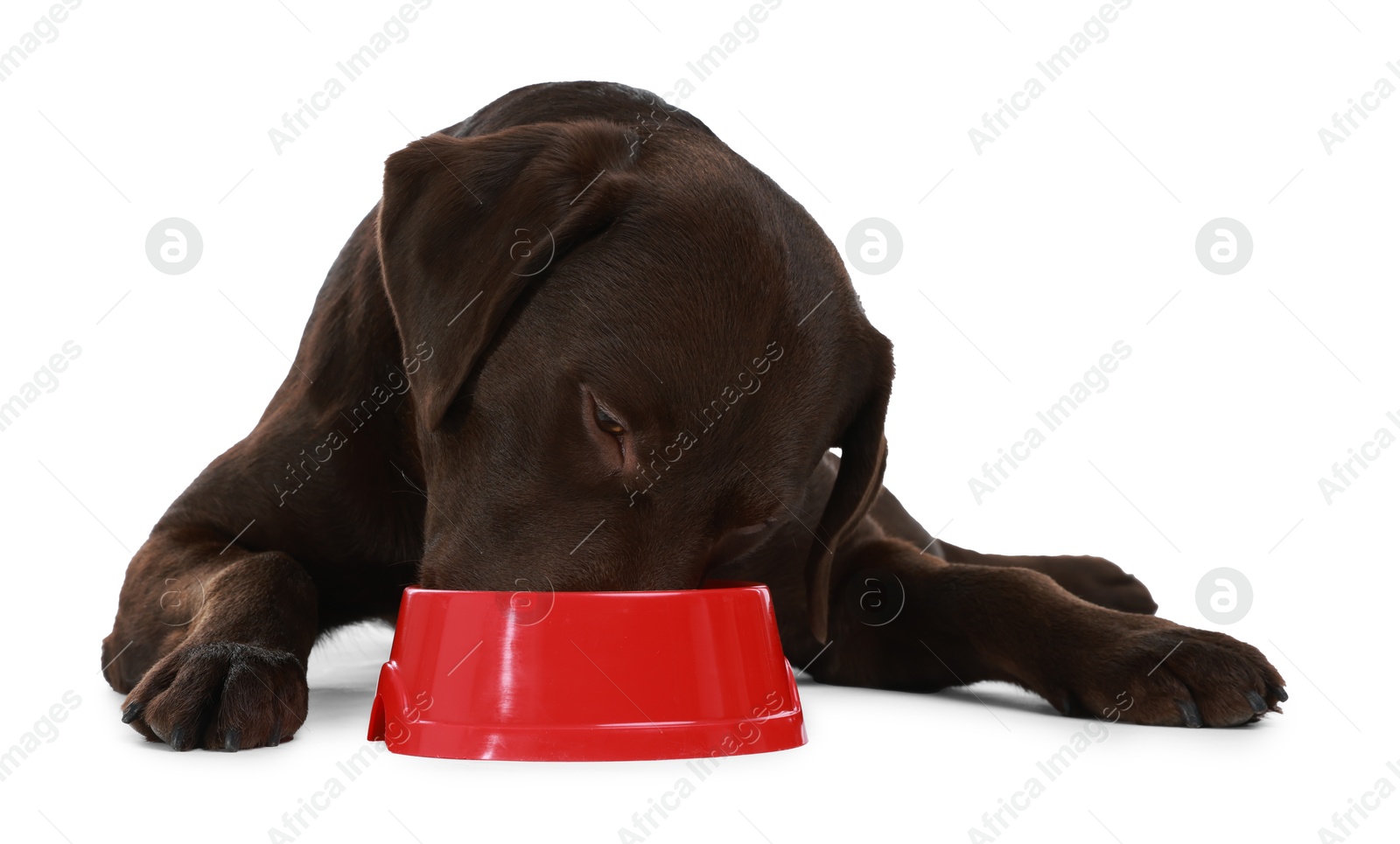 Photo of Cute dog eating dry pet food from feeding bowl on white background