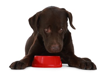 Photo of Cute dog waiting for pet food near empty bowl on white background