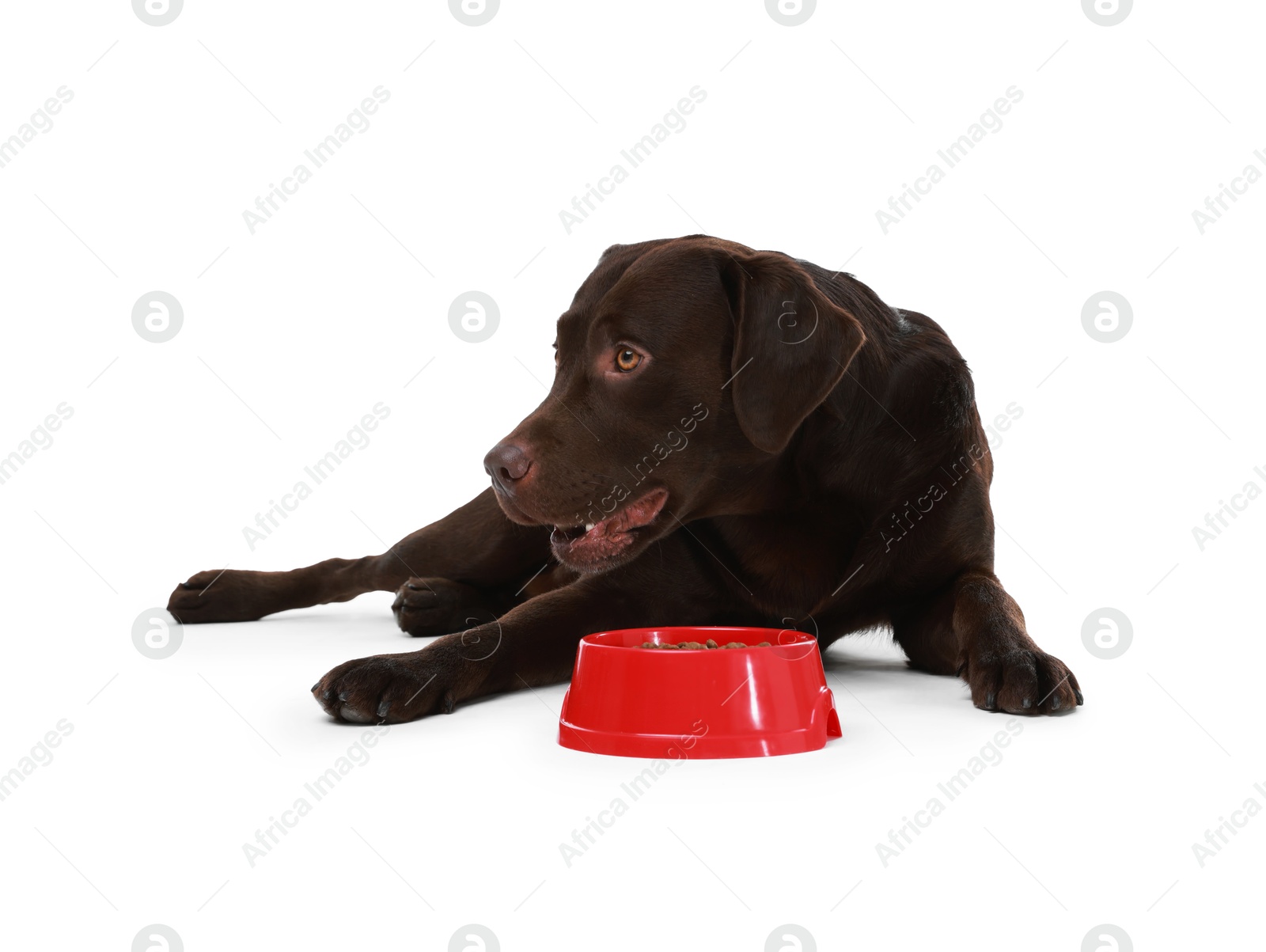 Photo of Cute dog lying near bowl of dry pet food on white background