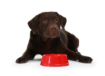 Photo of Cute dog lying near bowl of dry pet food on white background