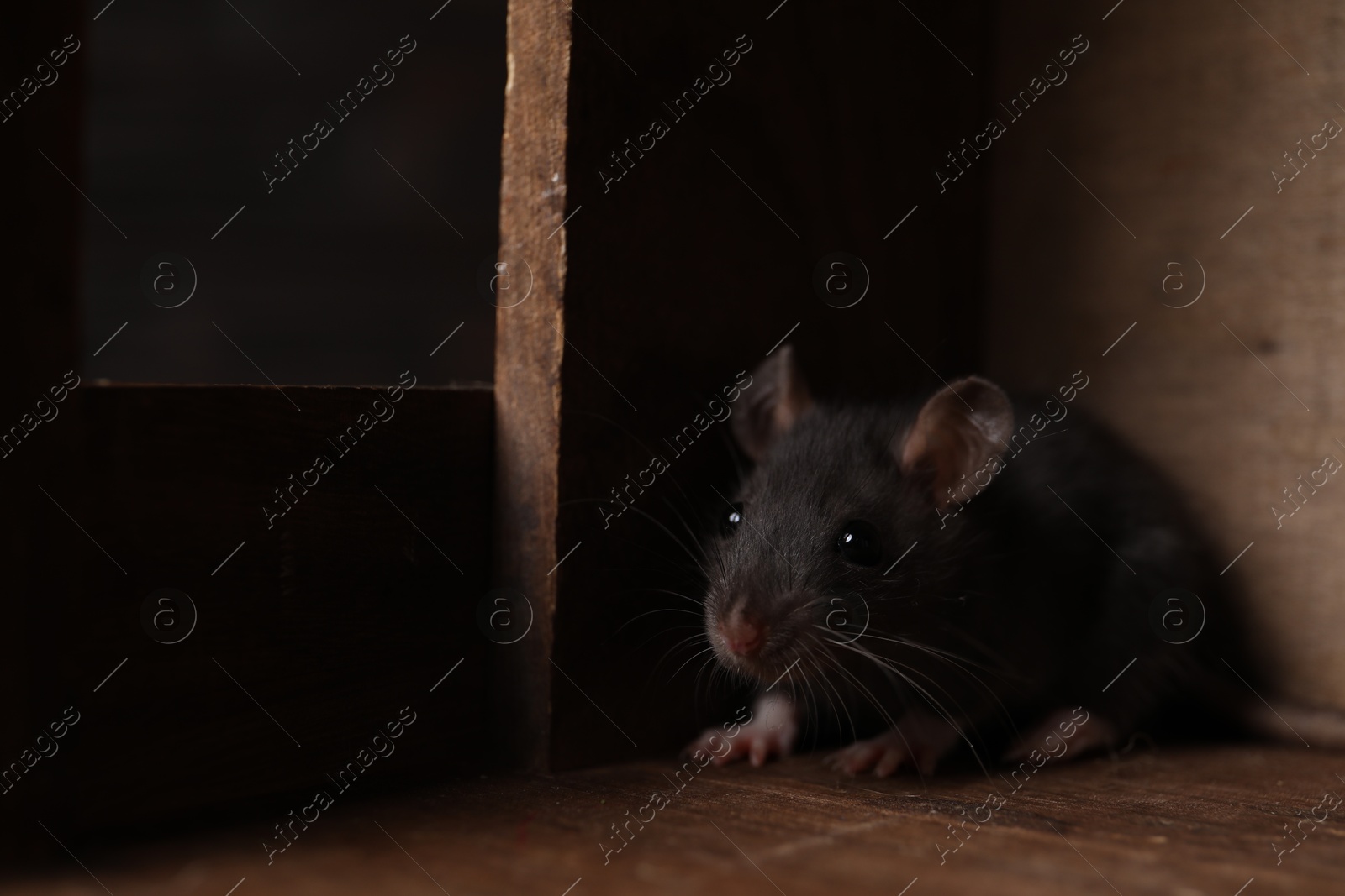 Photo of Grey rat in wooden crate. Pest control