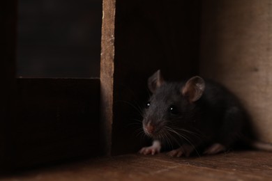 Grey rat in wooden crate. Pest control