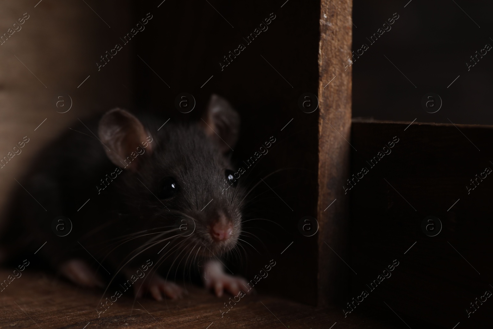 Photo of Grey rat in wooden crate, closeup. Pest control