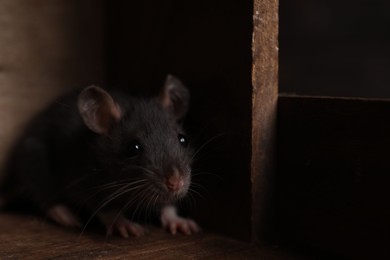 Photo of Grey rat in wooden crate, closeup. Pest control