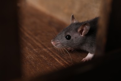 Photo of Grey rat in wooden crate, closeup. Pest control