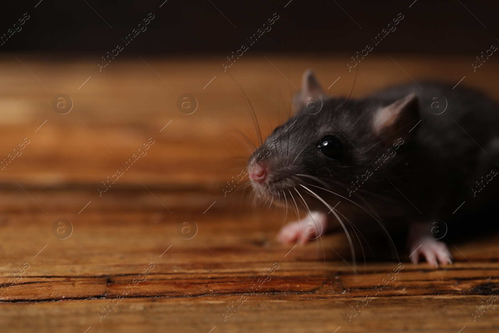 Photo of Pest control. Grey rat on wooden surface, closeup. Space for text