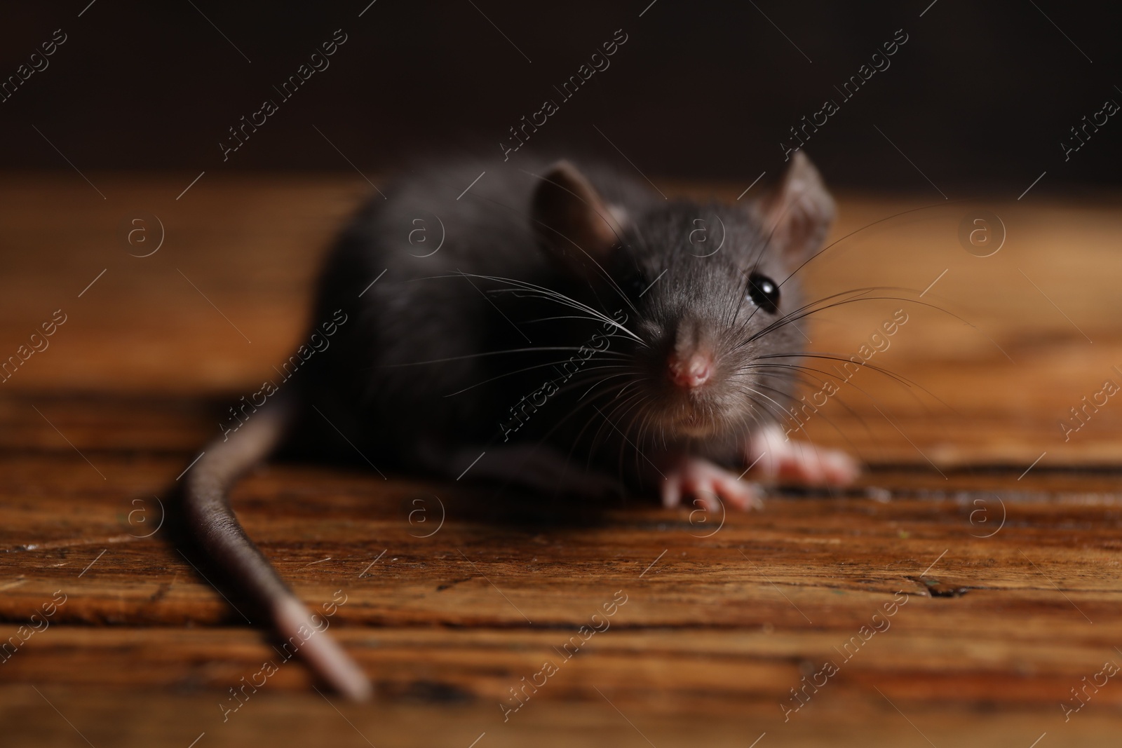 Photo of Grey rat on wooden surface, closeup. Pest control