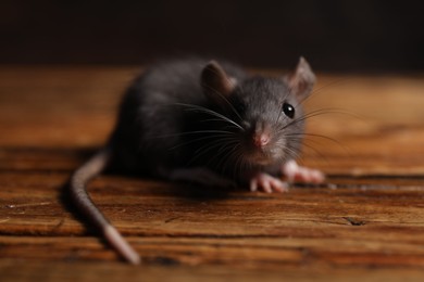 Photo of Grey rat on wooden surface, closeup. Pest control