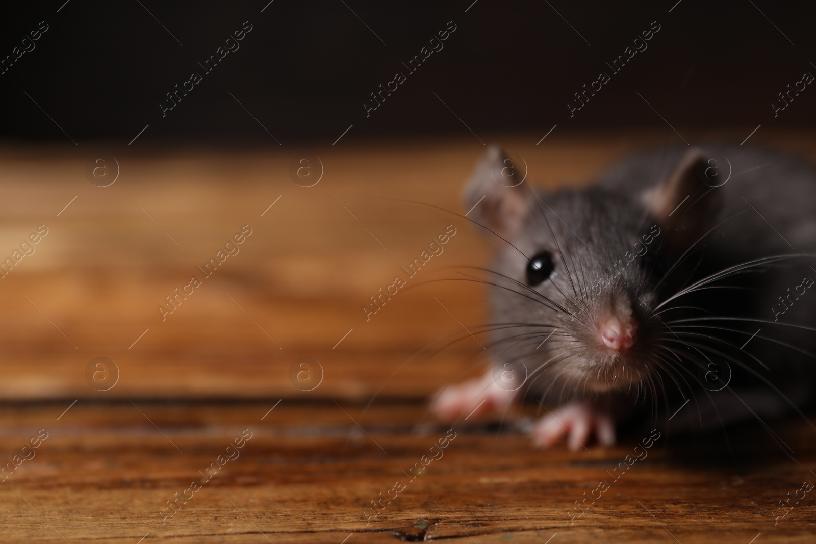 Photo of Pest control. Grey rat on wooden surface, closeup. Space for text