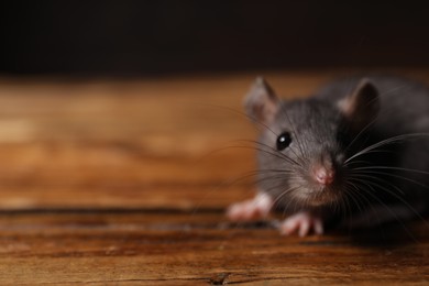 Photo of Pest control. Grey rat on wooden surface, closeup. Space for text