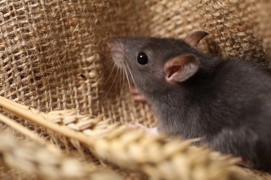 Photo of Grey rat with spikes on burlap fabric, closeup. Pest control