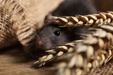 Photo of Grey rat with spikes and burlap fabric on wooden surface, closeup. Pest control