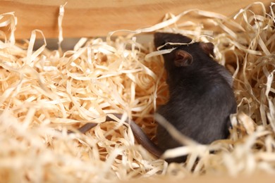 Photo of Grey rat on sawdust in crate. Pest control