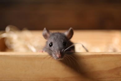 Photo of Grey rat in wooden crate on blurred background, closeup. Pest control