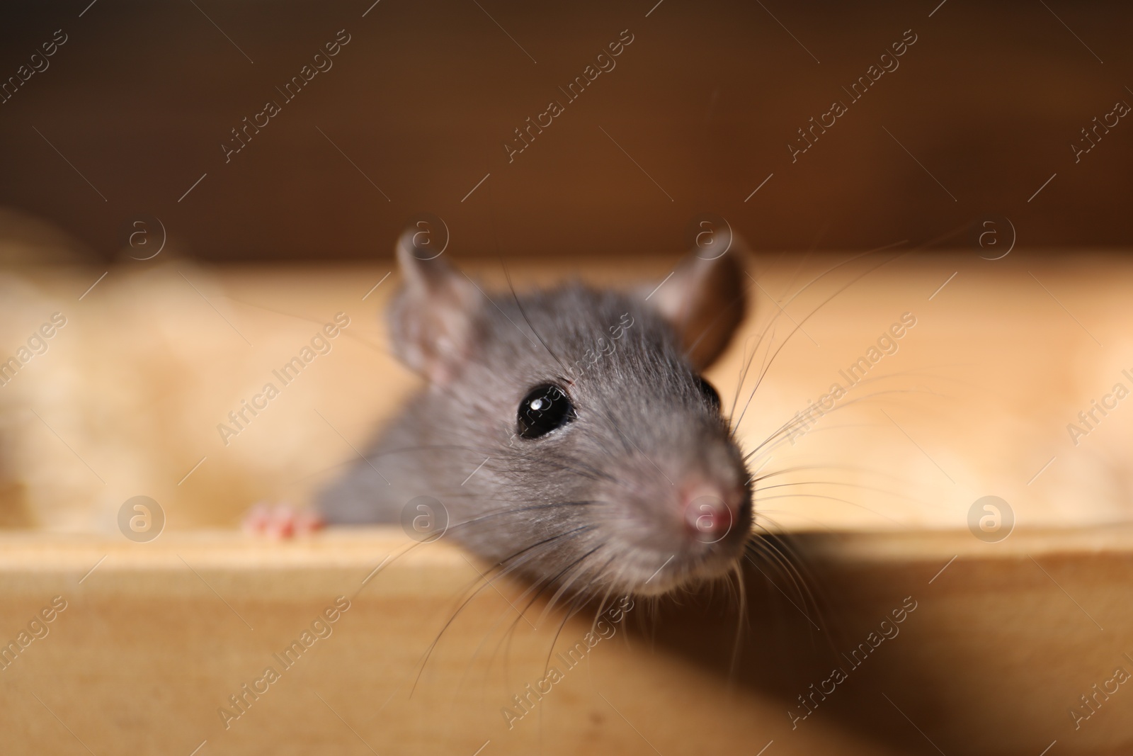 Photo of Grey rat in wooden crate on blurred background, closeup. Pest control