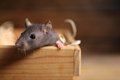 Photo of Pest control. Grey rat in wooden crate on blurred background, closeup. Space for text