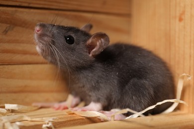 Photo of Grey rat in wooden crate, closeup. Pest control